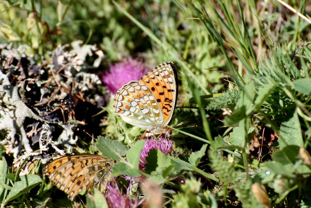 Argynnis (Fabriciana) niobe